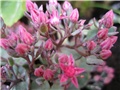 sedum